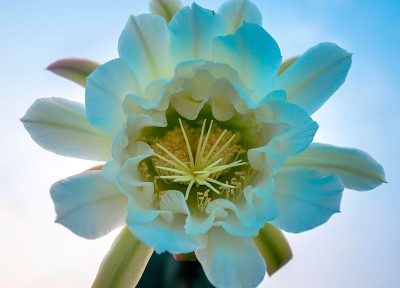 Flor en San Pedro (vertical)