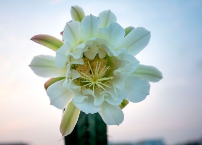 Flor en San Pedro 2