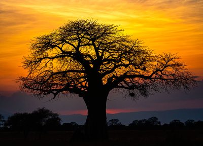 Baobab al atardecer. (vertical)