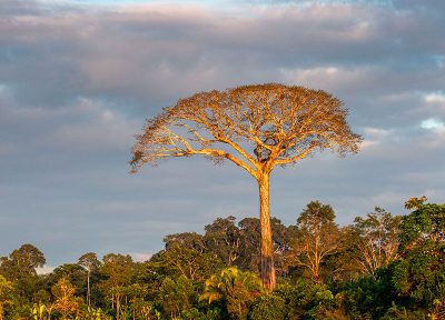 Árbol amazónico (vertical)