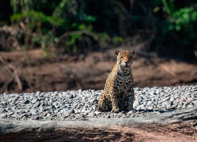 Jaguar, Tambopata.