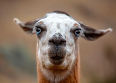 Llama en las alturas