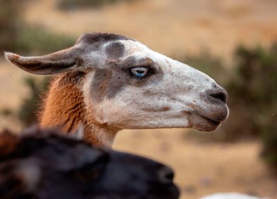 Llama en las alturas 2