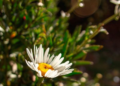 Flor en Amantaní (vertical)