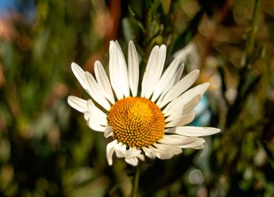 Flor en Amantaní 2