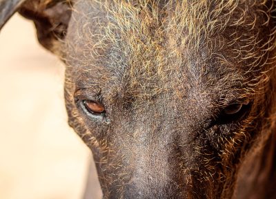 Perro peruano